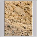 Andrena vaga - Weiden-Sandbiene -07- 03.jpg